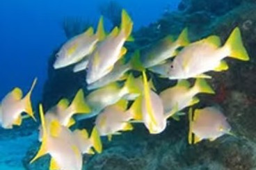 Yellow Tail Snapper